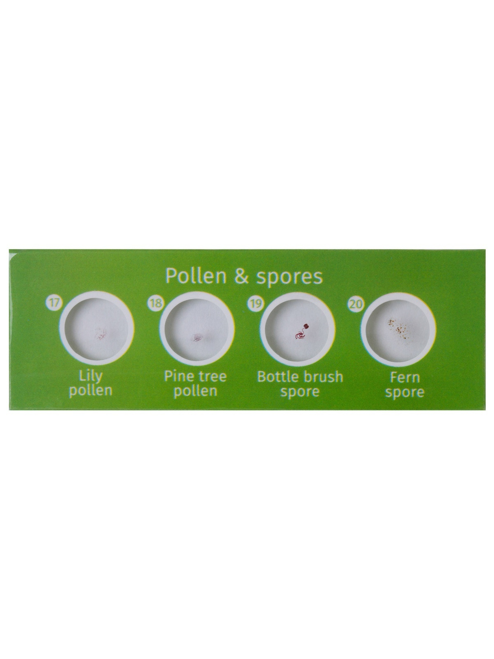 Набор микропрепаратов Levenhuk LabZZ CP24, существа и растения