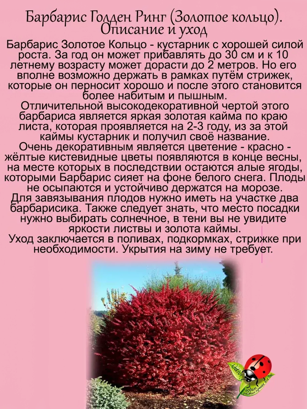Барбарис Голден ринг Золотое кольцо