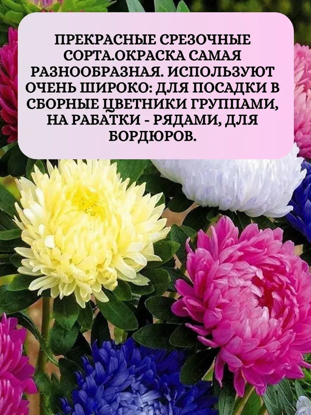 Семена Астра Смесь сортов 2 грамма