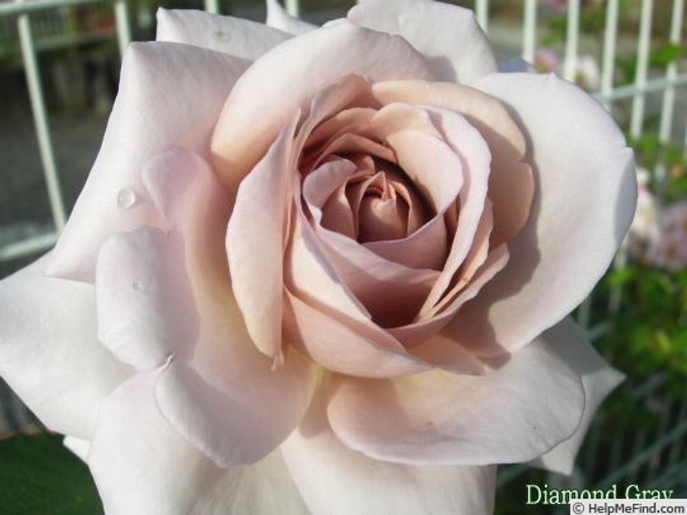 Даймонд Грей (Diamond Gray)