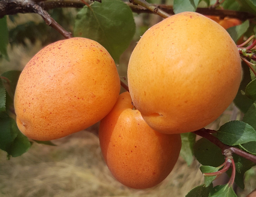 Саженцы Абрикоса «Амур»