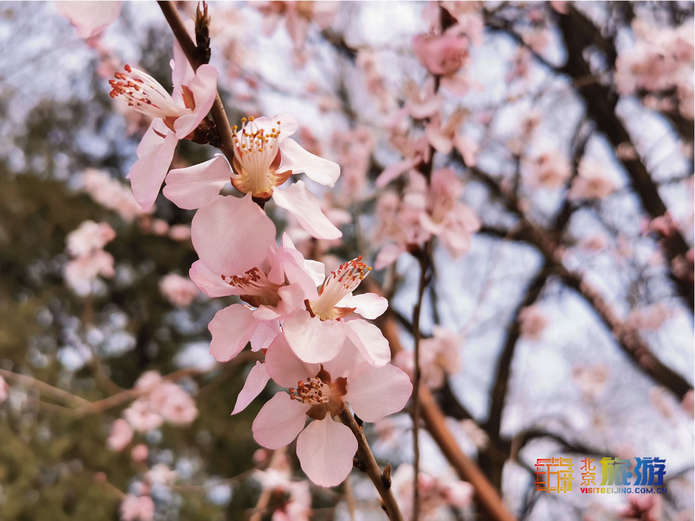 Mokosh wrap Чертополохи Персиковое дерево