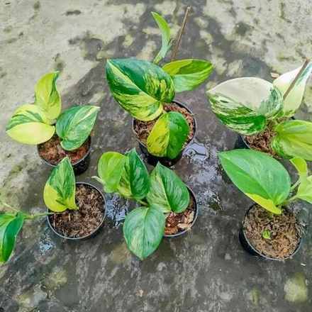 Сциндапсус RUBICON