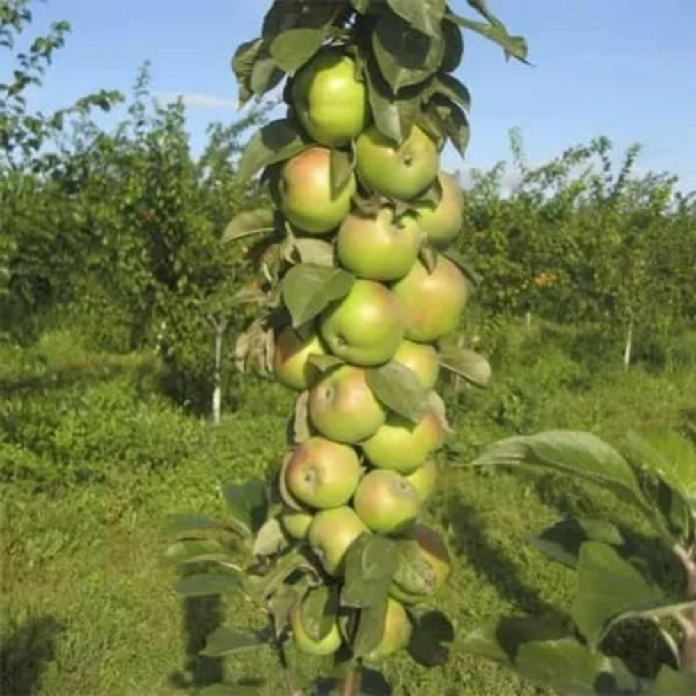 Президент (Колоновидная)