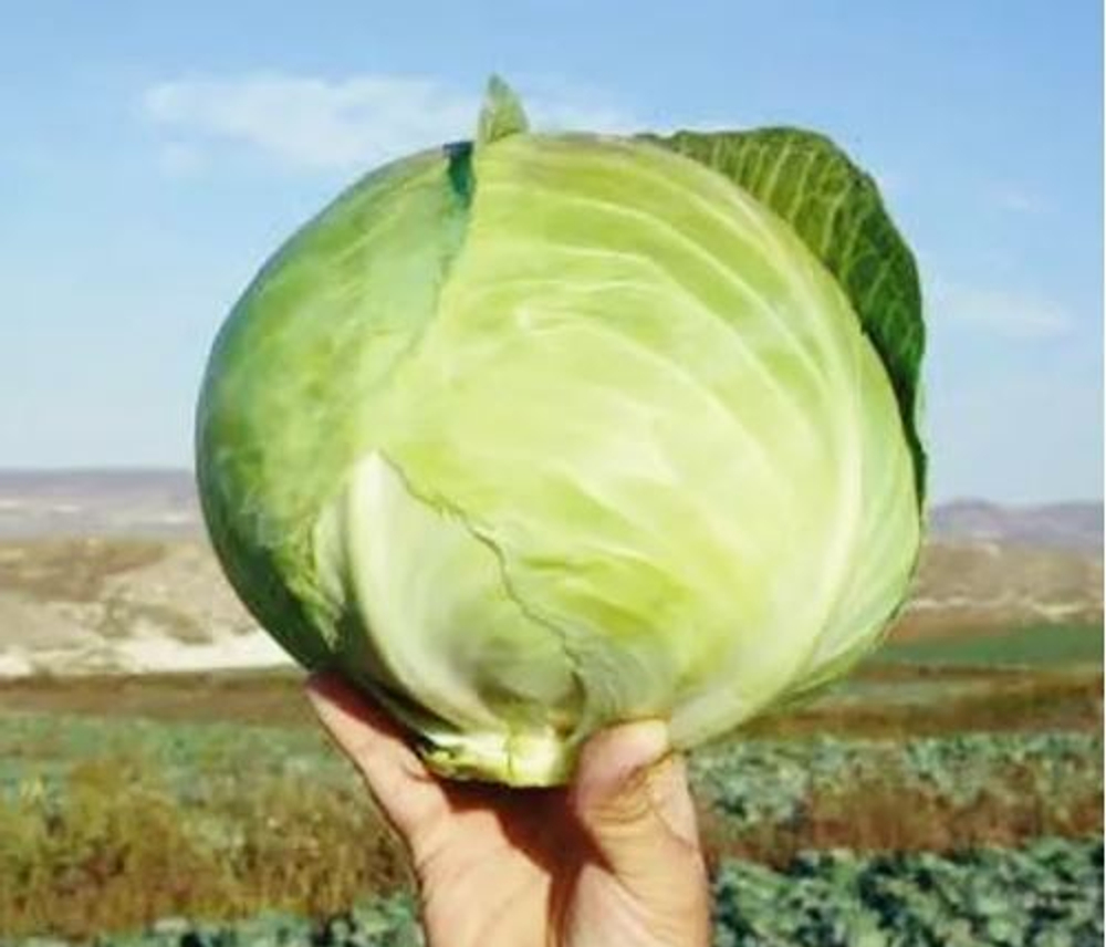 Капуста белокочанная Коронет F1 (Sakata | Alexagro) 10 шт.