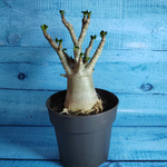 Adenium Baobab (Адениум)