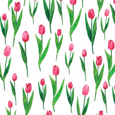 Розовые тюльпаны акварель