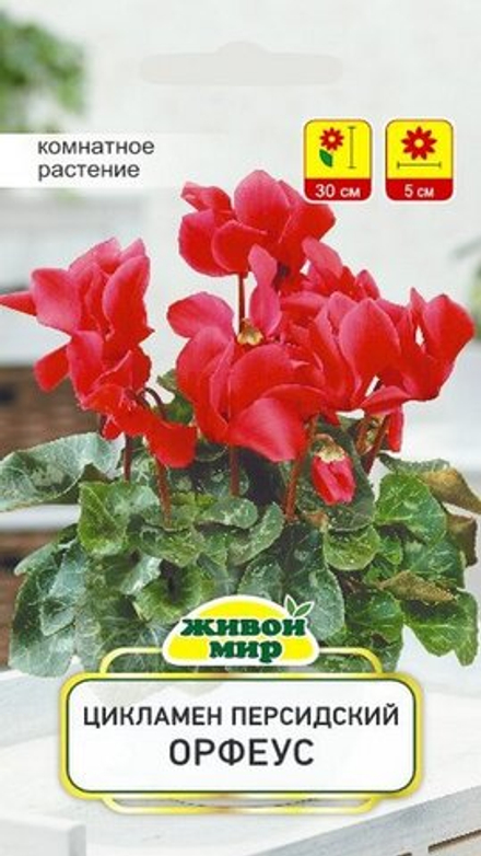 Цикламен персидский "ЖМ. Opфeyc" 3шт, Чехия.