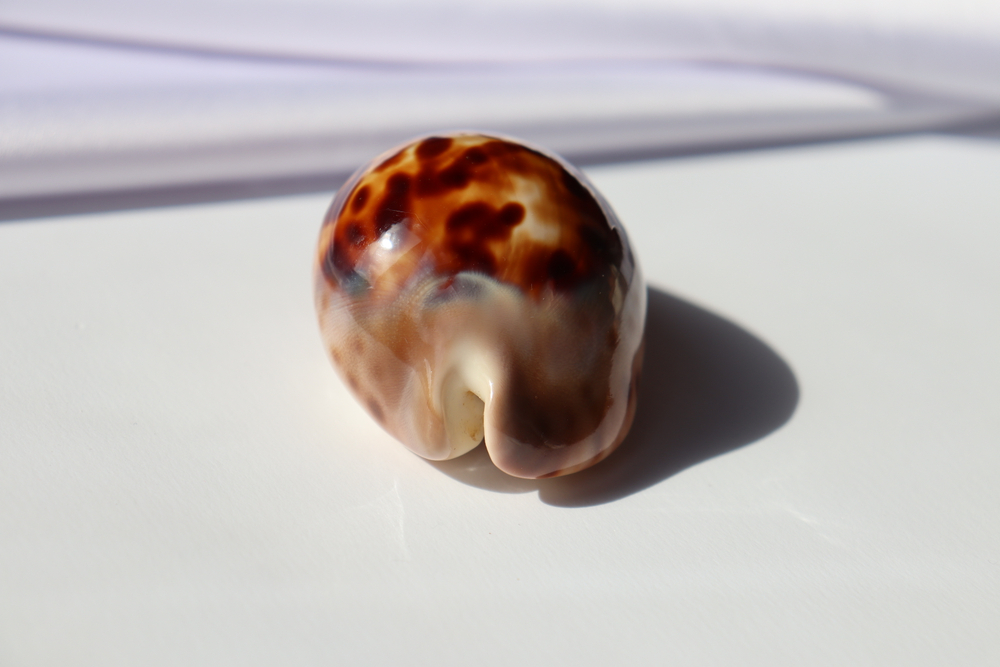 Ципрея венуста эпизема (Zoila venusta episema), 5,7см, 1шт