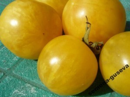 Помидоры Хуан-Ю, Перламутровые