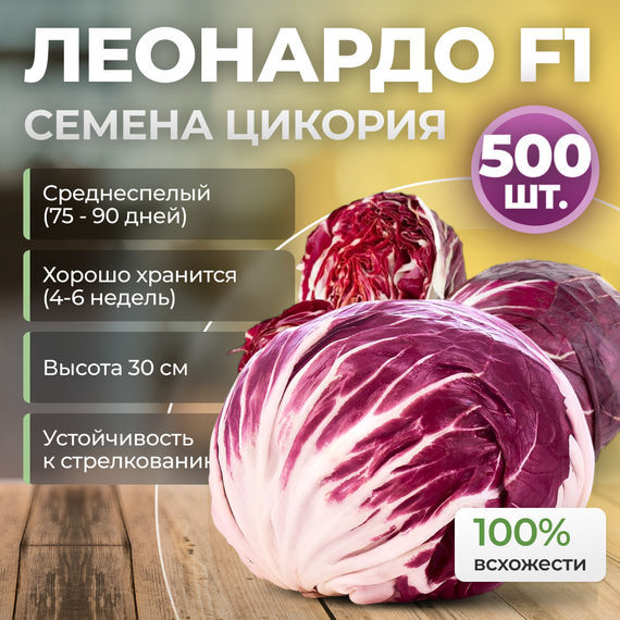 ЛЕОНАРДО F1 семена цикория (Bejo | Alexagro)
