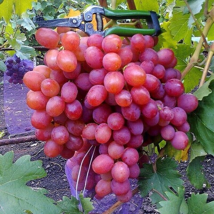 Виноград столовый Анюта