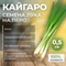 КАЙГАРО семена лука на перо (Enza Zaden | Alexagro)