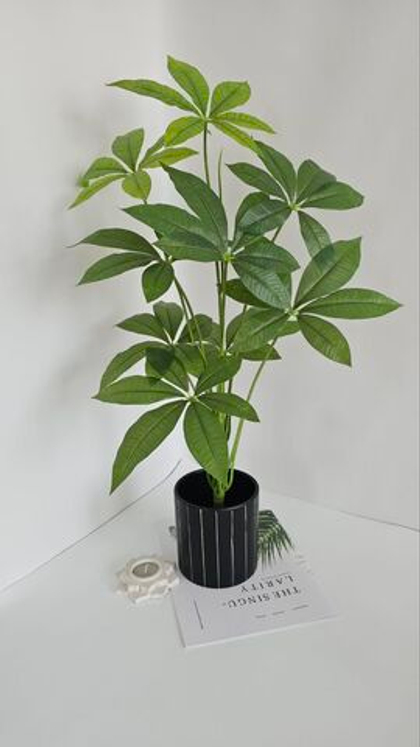 Пахира / Арт 6317