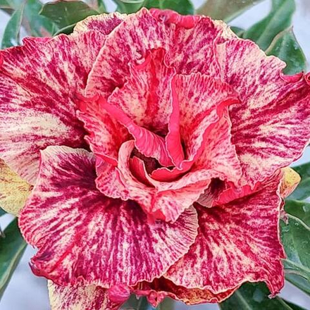 Адениум обесум 368