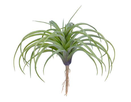 Тилландсия розетка нежно-зелёная припылённая