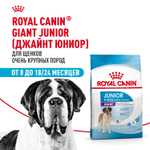Royal Canin Giant Junior Корм сухой для щенков очень крупных пород возраст от 8 до 18/24 месяцев 3,5 кг