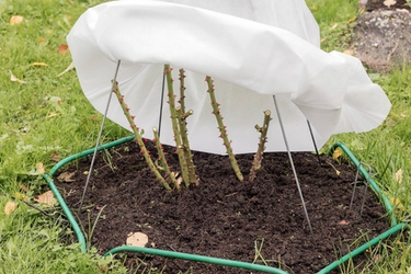 Укрытие роз в Сибири: пошаговая инструкция