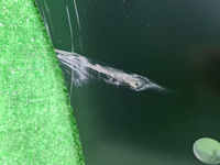 Бампер задний BMW Z4 G29 (2018-2022) M-paket