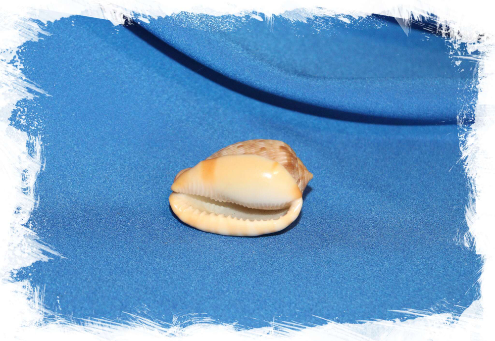 Ципрекассис тестикулус (Cypraecassis testiculus) 3,2 см. устье