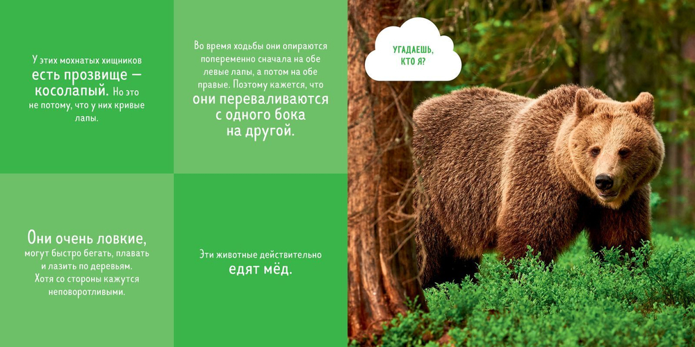 Кто прячется в лесу?