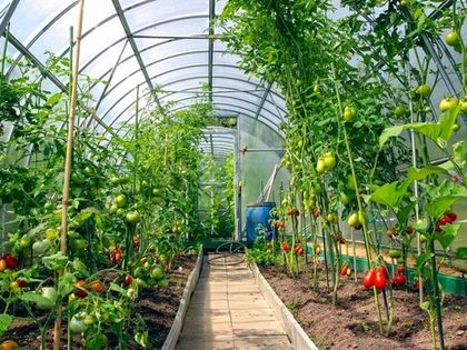 Какую теплицу выбрать для дачи
