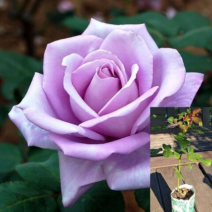 Роза Майнцер Фастнахт чайно-гибридная, саженец с ЗКС.