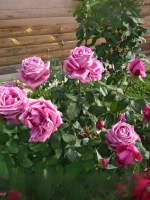 Роза чайно-гибридная Клод Брассер