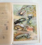 "В глубине вод". А.Шлейер. 1912г. - антикварное издание