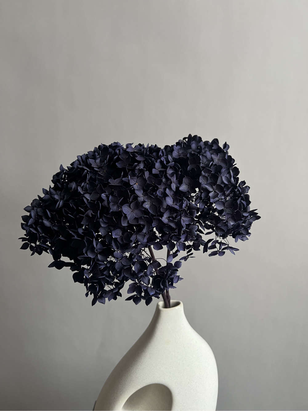 Гортензия стабилизированная фиолетовая