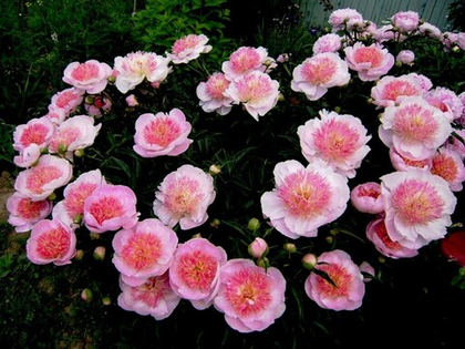 Пион молочноцветковый Ду Телл