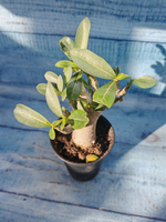 Adenium Baobab (Адениум)