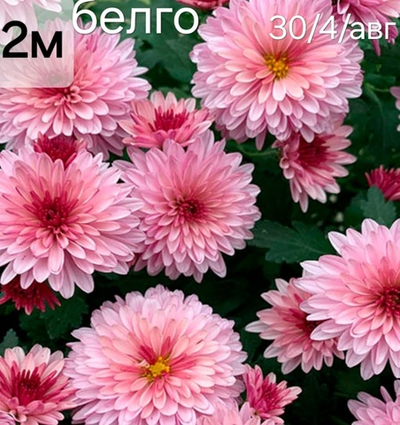 САЖЕНЦЫ ХРИЗАНТЕМЫ МУЛЬТИФЛОРА БЕЛГО №2