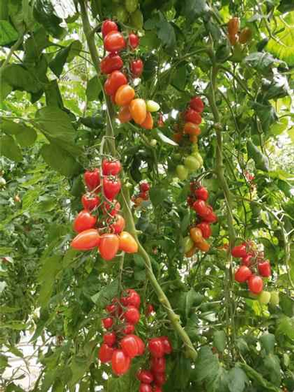 Патронташ F1 семена томата индетерминантного (Гавриш) – фото 2