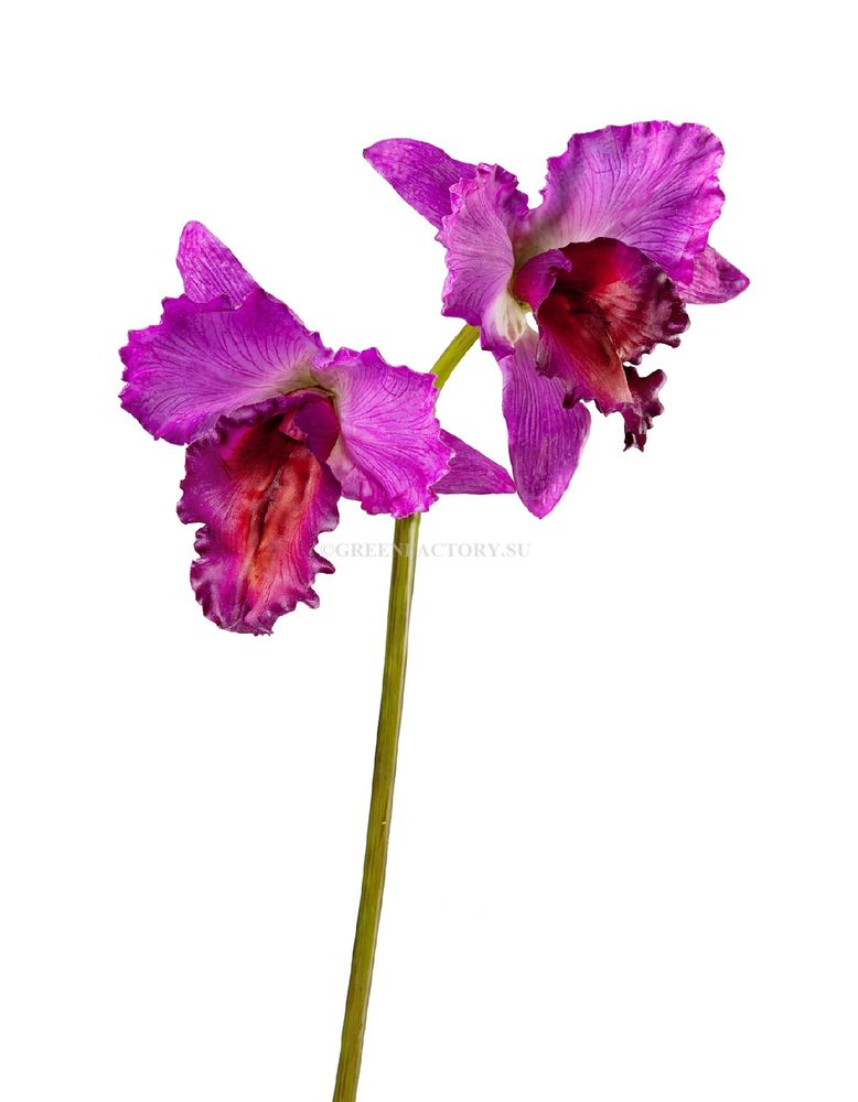 Орхидея Каттлея крупная темно-сиреневая