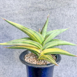 Сансевиерия POWELLII VAR s.L