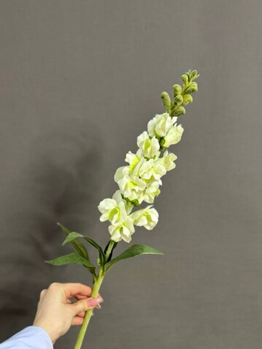 Антирринум белый (h60 см)