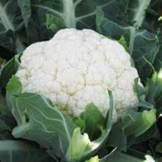 ФЕРРАРА F1 семена капусты цветной Hazera культура – фото 1