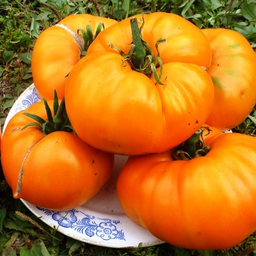 Жёлтая Комната