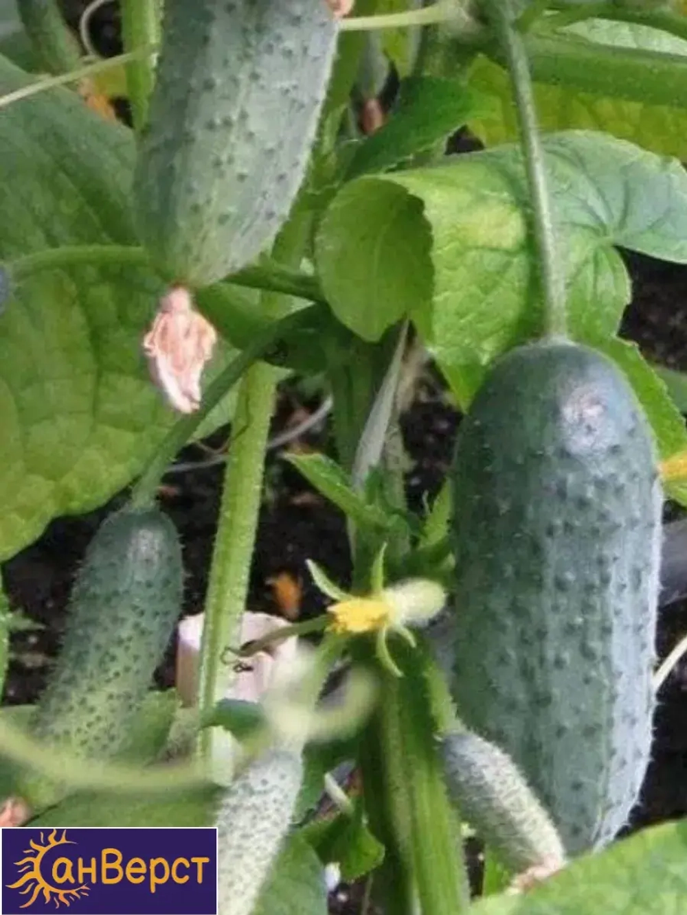 Семена раннеспелых огурцов Буян F1 Самоопыляемый корнишон