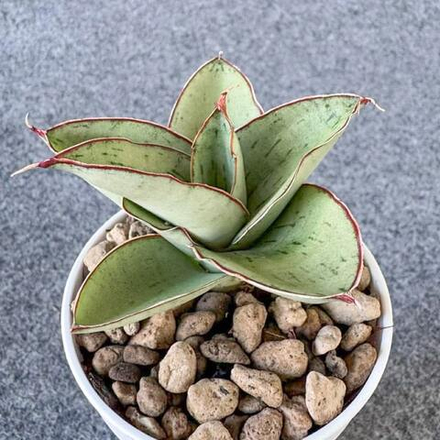 Сансевиерия ALBUS