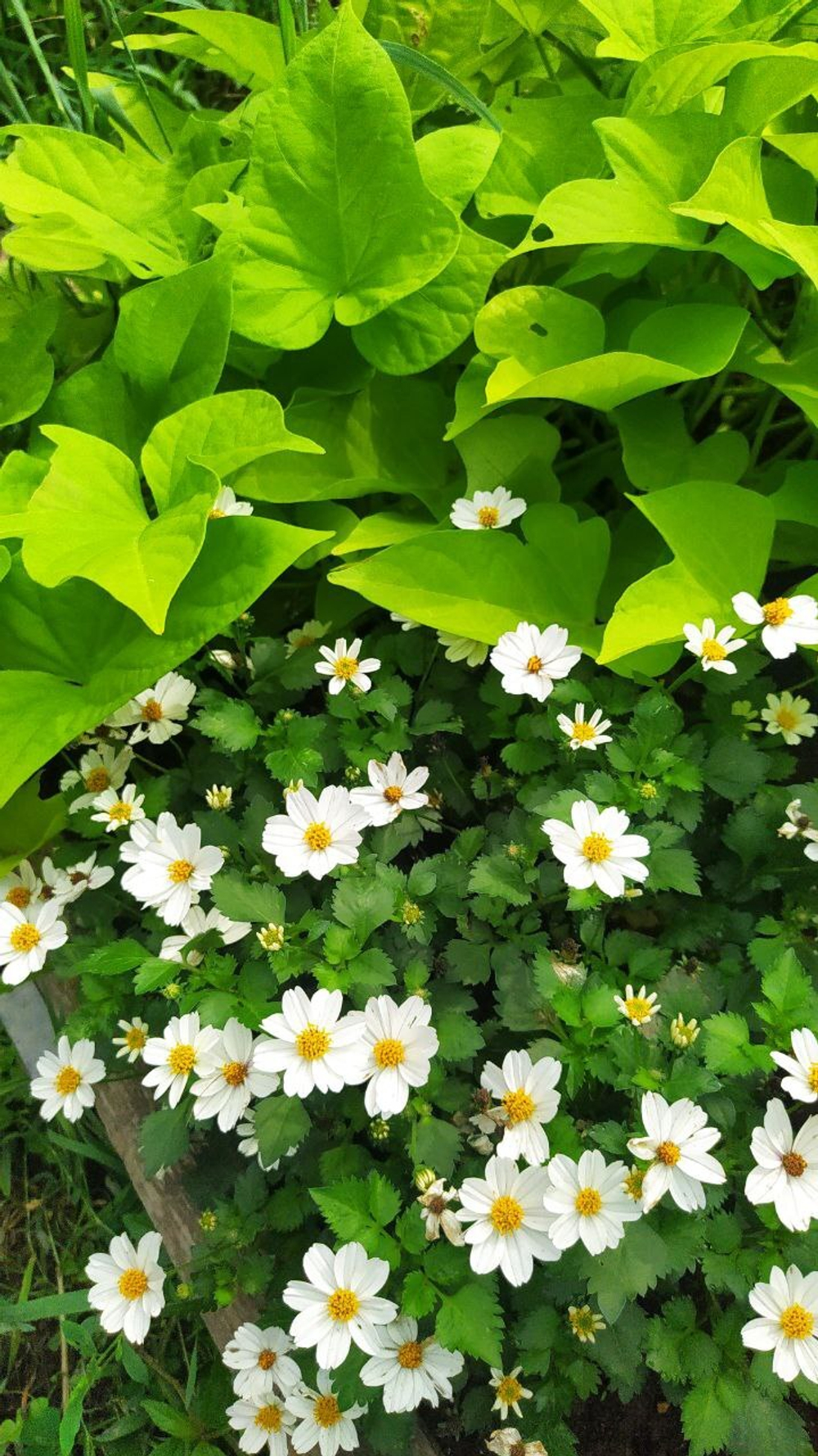 Ч3 Биденс White delight