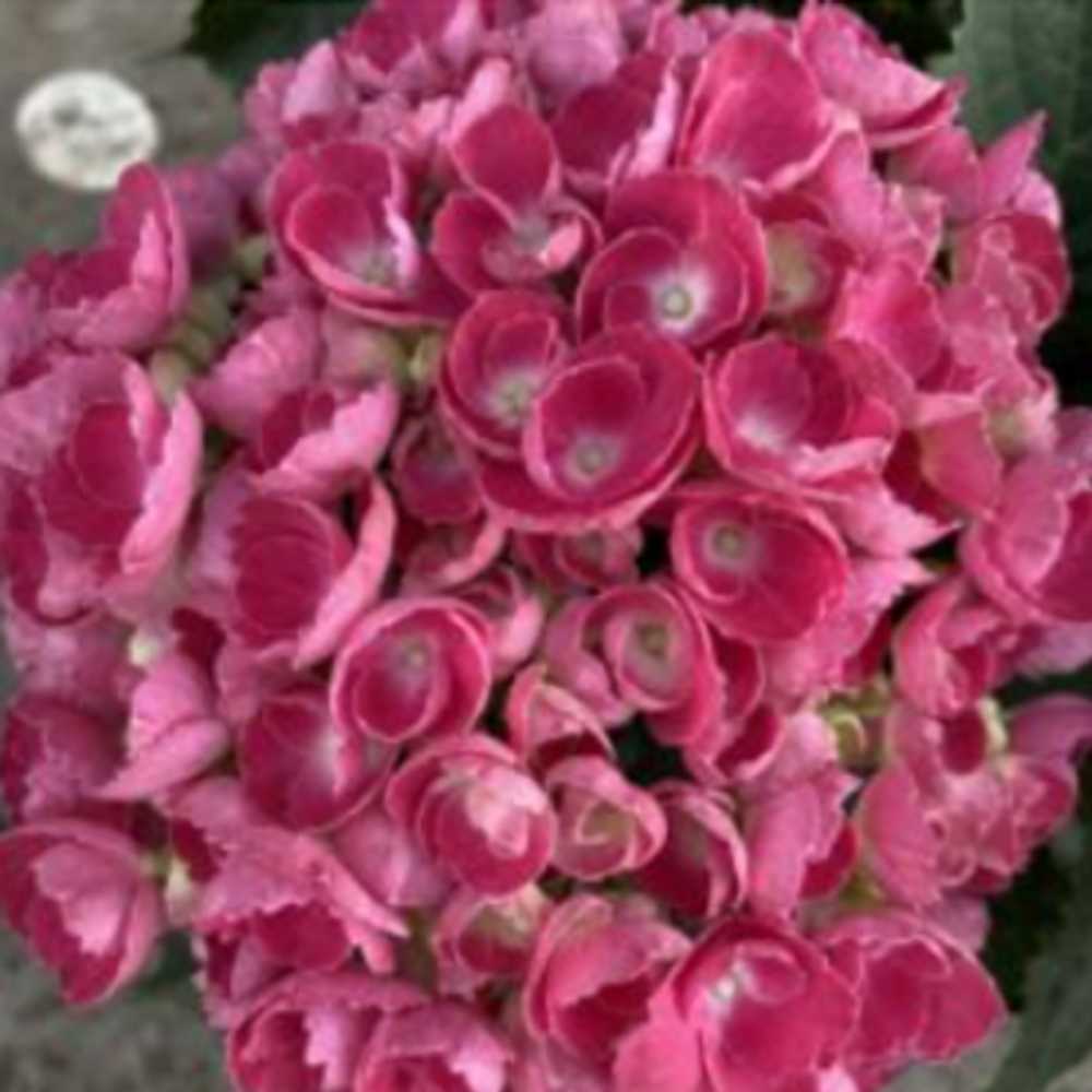 «Bric a Brac Pink» С5