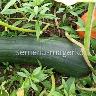 Тыква мускатная Семейная 50 (грамм)