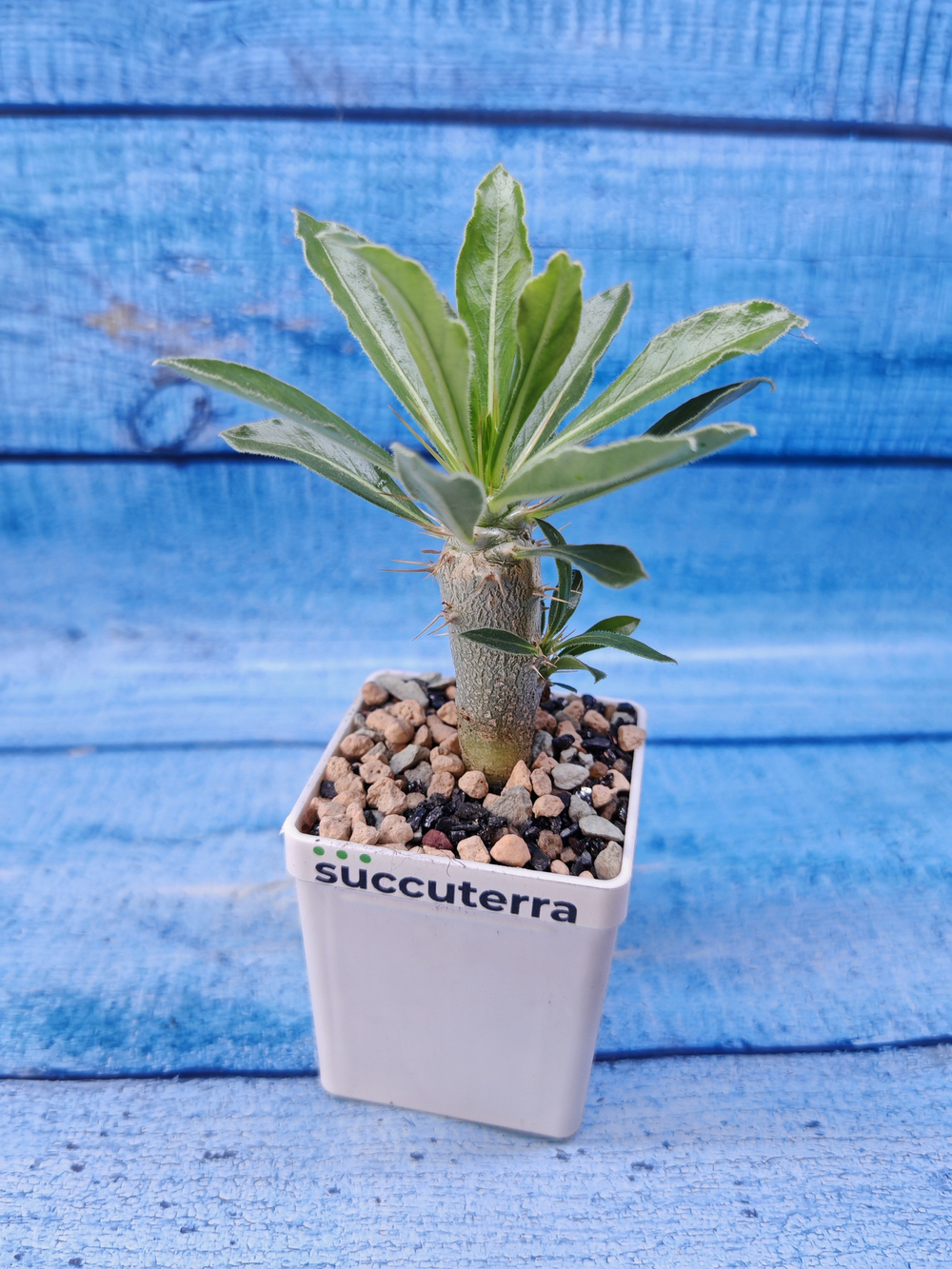 Pachypodium Saundersii (Пахиподиум)