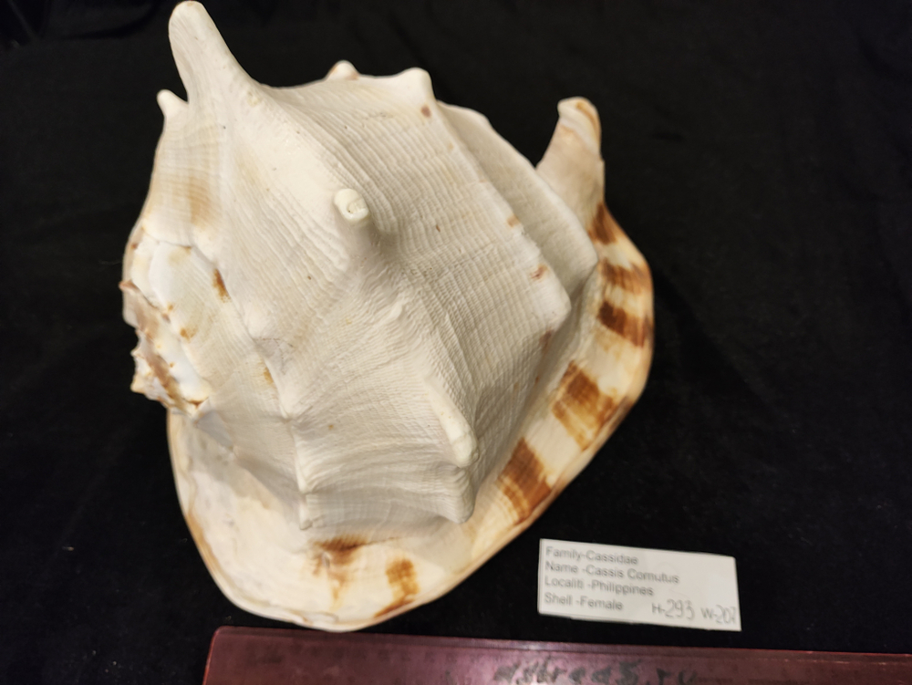 Кассис Корнута 170-295 мм