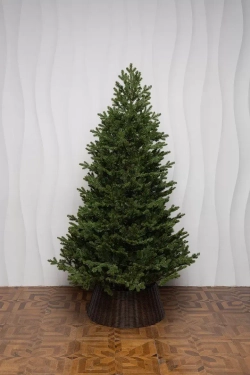 Искусственная елка Измайловская 240 см., 100% литая хвоя, 1900 мульти LED ламп, 10 режимов, ЕлкиТорг (57240)