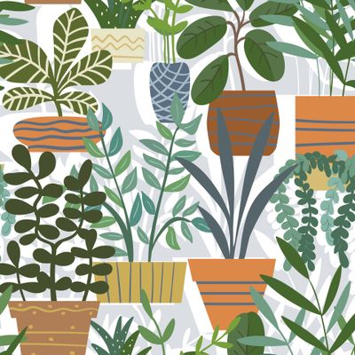 комнатные растения