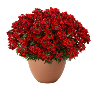 2668 Немезия NESIA HOT RED  (Весна 2026)