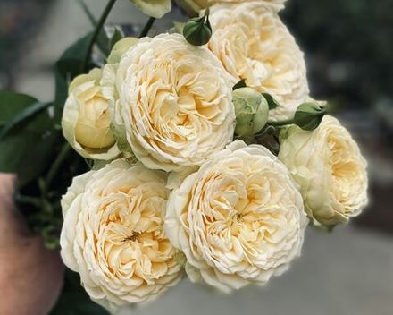 Ванила Каталина (Vanilla Catalina)